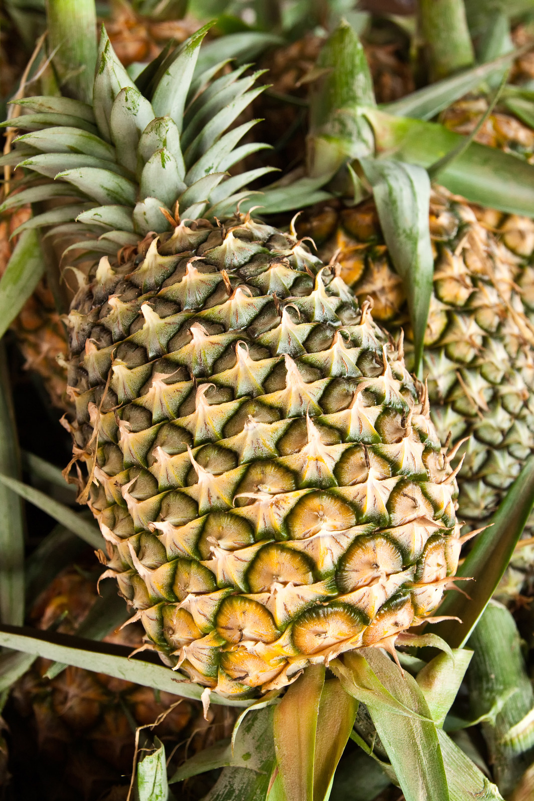 Tongue Swelling After Eating Pineapple