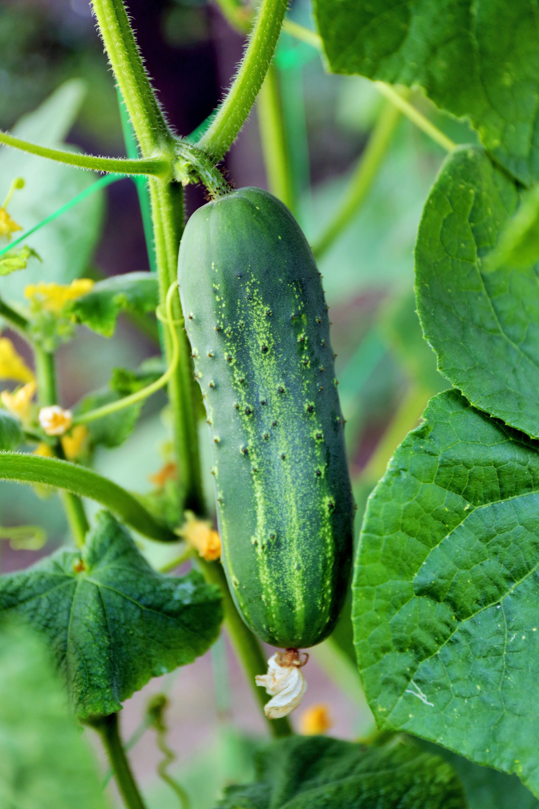 Do Cucumbers Help Lower Blood Sugar? PaperJaper