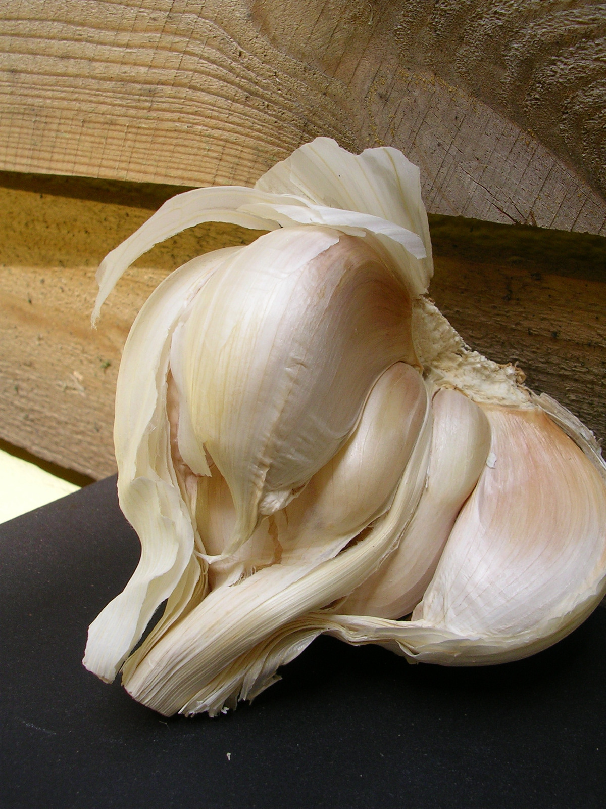 How Much Garlic Is Toxic To Dogs? PaperJaper