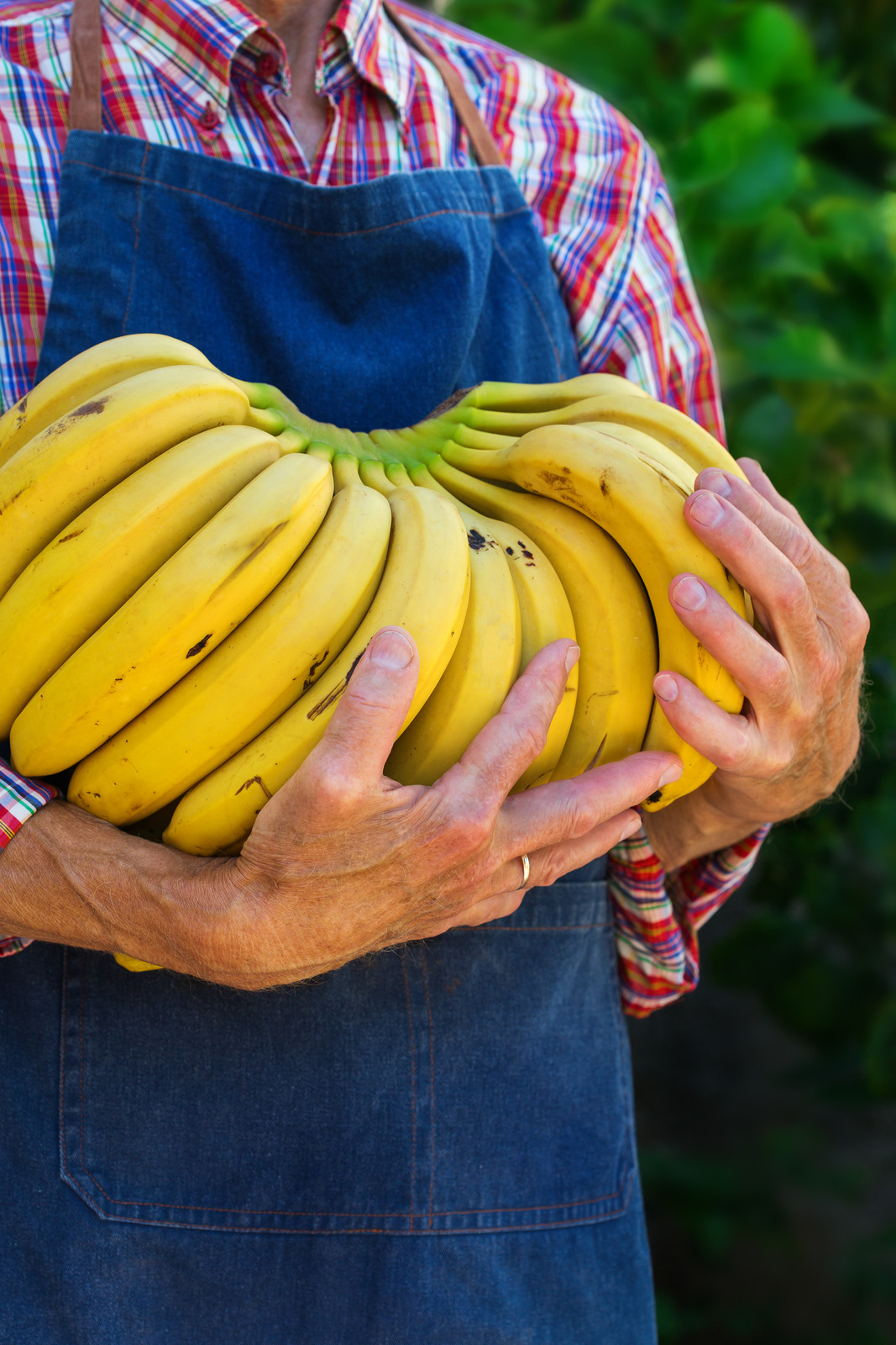 Can We Eat Banana During Weight Loss Diet